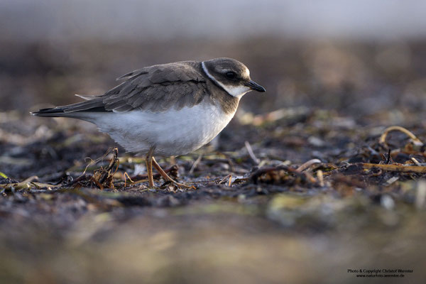 Sandregenpfeifer (Charadrius hiaticula), im Schlichtkleid