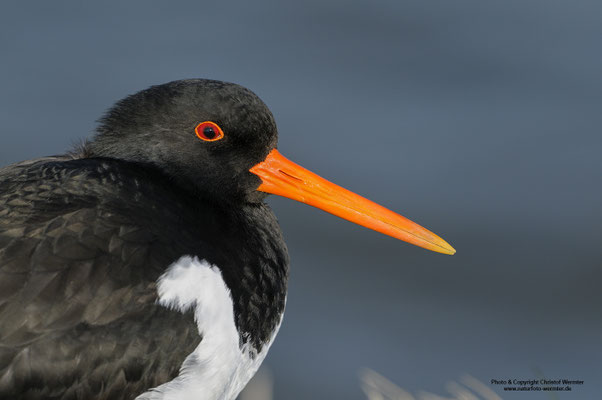 Austernfischer (Haematopus ostralegus), Portrait