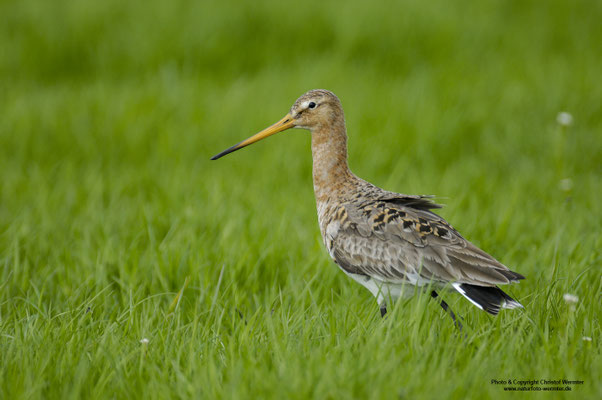 Uferschnepfe (Limosa limosa)