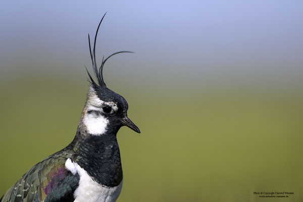 Kiebitz (Vanellus vanellus) Portrait