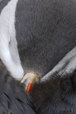 Papageitaucher Portrait