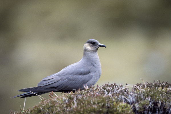 Schmarotzerraubmöwe (Stercorarius parasiticus)