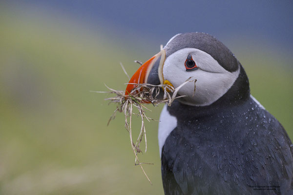 Papageitaucher mit Nistmaterial