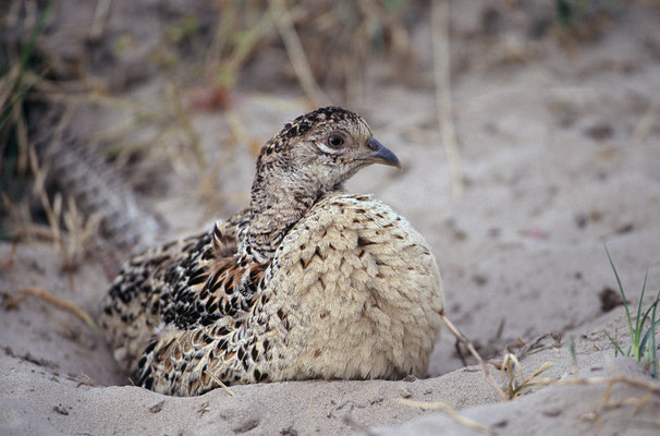 Fasan (Phasianus colchicus), Henne im Sandbad