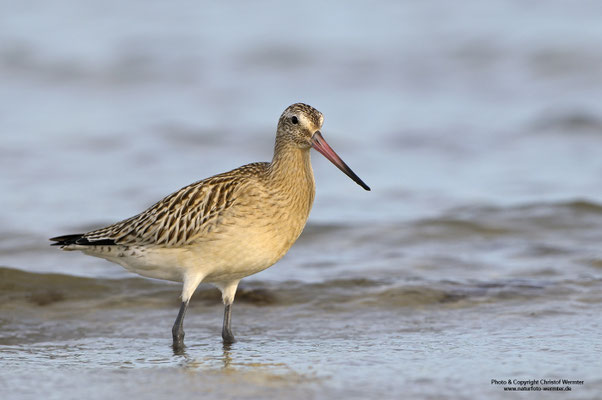 Pfuhlschnepfe (Limosa lapponica)