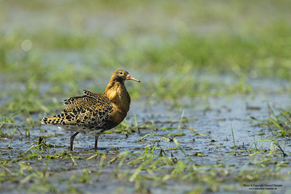 Kampfläufer (Philomachus pugnax), Männchen