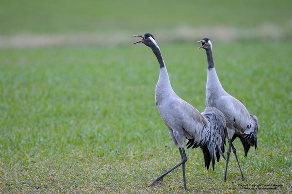 Kranich (Grus grus), balzendes Paar