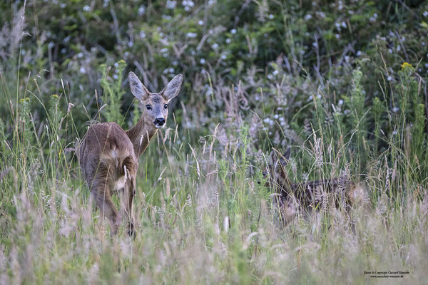 Reh (Capreolus capreolus), Ricke mit Kitz