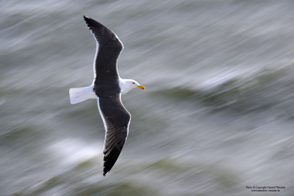 Heringsmöwe (Larus fuscus)