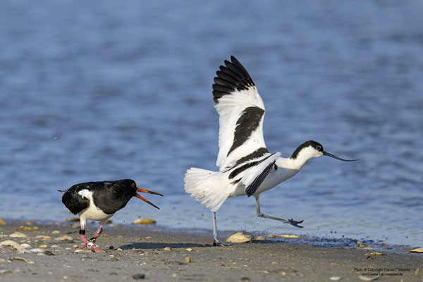 Austernfischer (Haematopus ostralegus) und Säbelschnäbler (Recurvirostra avosetta) im Streit