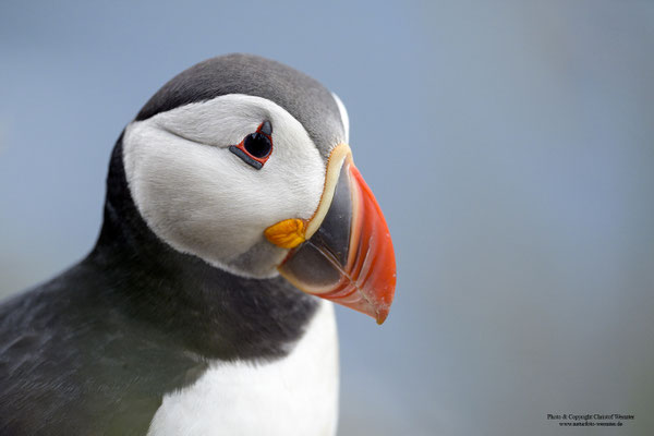 Papageitaucher Portrait