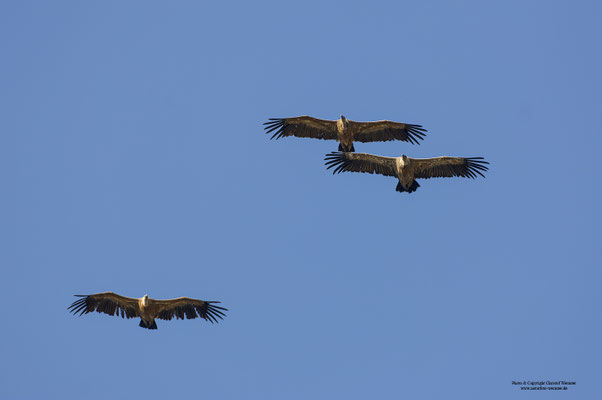 Gänsegeier (Gyps fulvus)