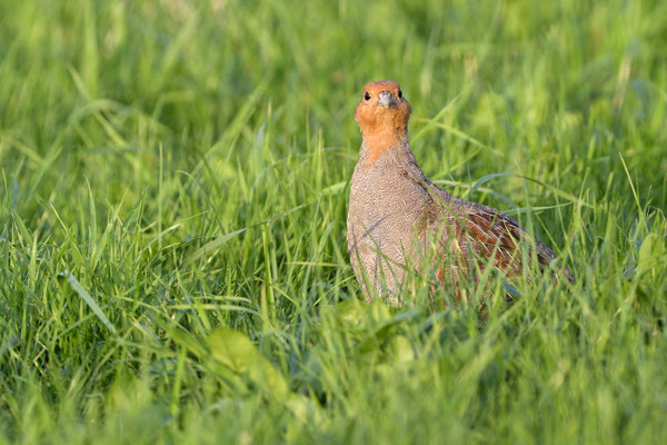 Rebhuhn (Perdix perdix), Hahn