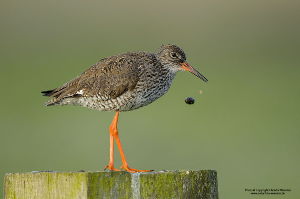 Rotschenkel (Tringa totanus), würgt Gewölle aus