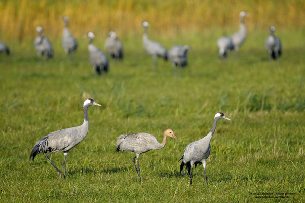 Kranich (Grus grus), Familie
