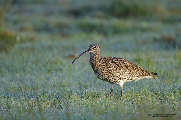 Großer Brachvogel (Numenius arquata)