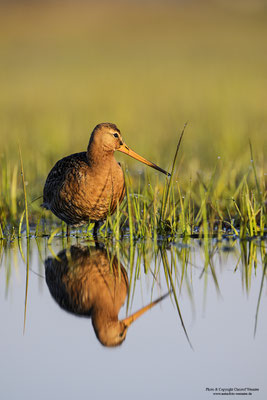 Uferschnepfe (Limosa limosa)