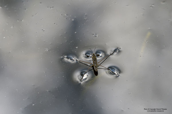 Gemeiner Wasserläufer (Gerris lacustris)