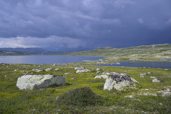 Storekraekkja, Hardangervidda