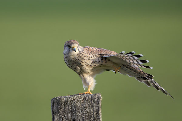 Turmfalke (Falco tinnunculus), Weibchen
