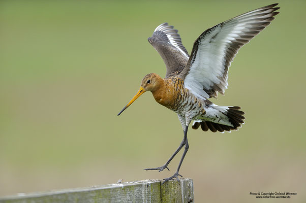 Uferschnepfe (Limosa limosa)