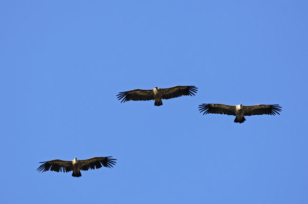 Gänsegeier (E)