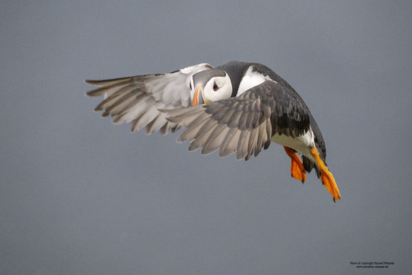 Papageitaucher im Flug