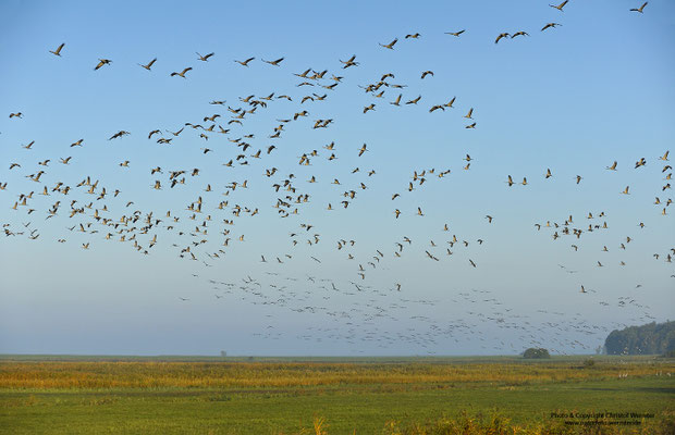 Kranich (Grus grus)