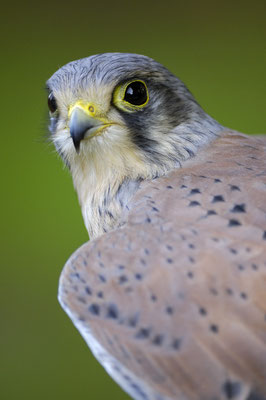 Turmfalke (Falco tinnunculus), Terzel (C)