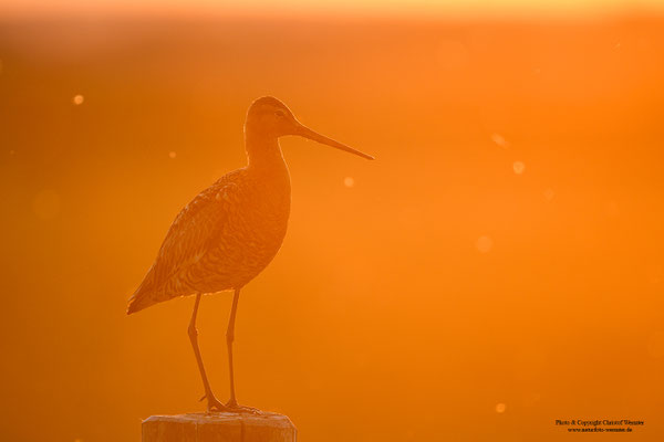 Uferschnepfe (Limosa limosa)