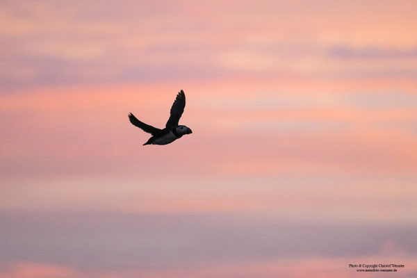 Papageitaucher bei Sonnenuntergang