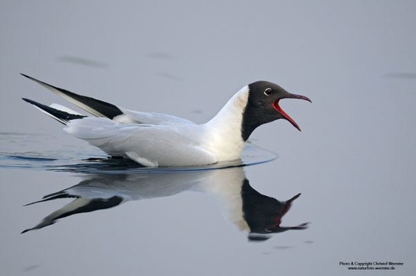 Lachmöwe (Larus ridibundus), rufend