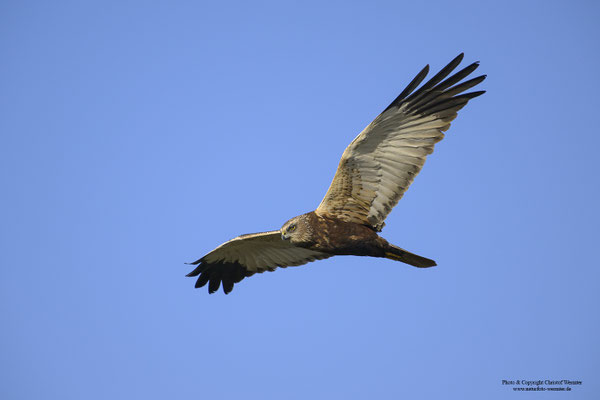 Rohrweihe (Circus aeruginosus), Männchen