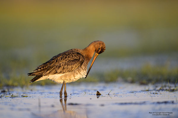 Uferschnepfe (Limosa limosa) putzt sich