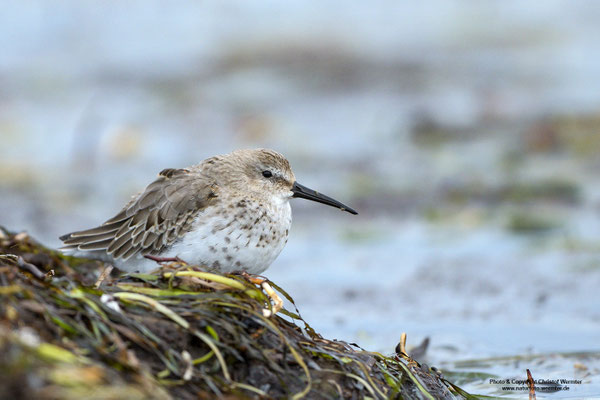 Alpenstrandläufer (Calidris alpina)