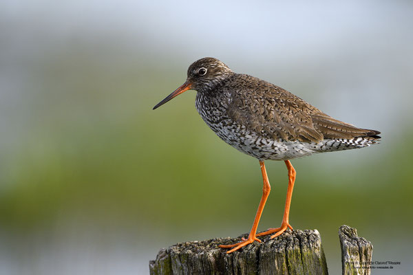 Rotschenkel (Tringa totanus)