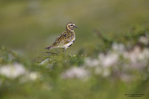 Goldregenpfeifer (Pluvialis apricaria)