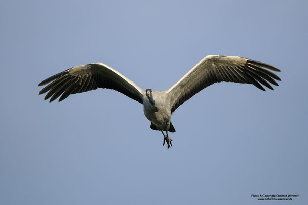 Kranich (Grus grus)