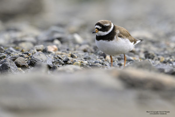 Sandregenpfeifer (Charadrius hiaticula)