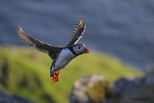 Papageitaucher im Flug