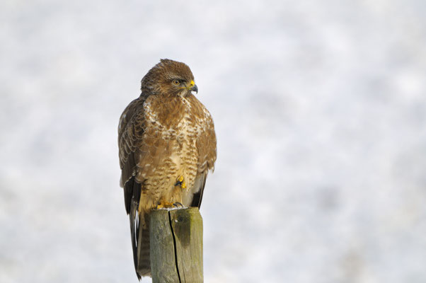 Mäusebussard (Buteo buteo)