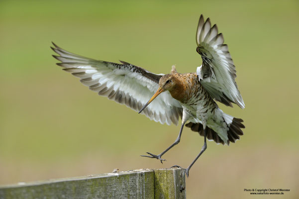 Uferschnepfe (Limosa limosa)