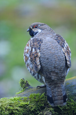 Haselhuhn (Tetrastes bonasia), Hahn (C)