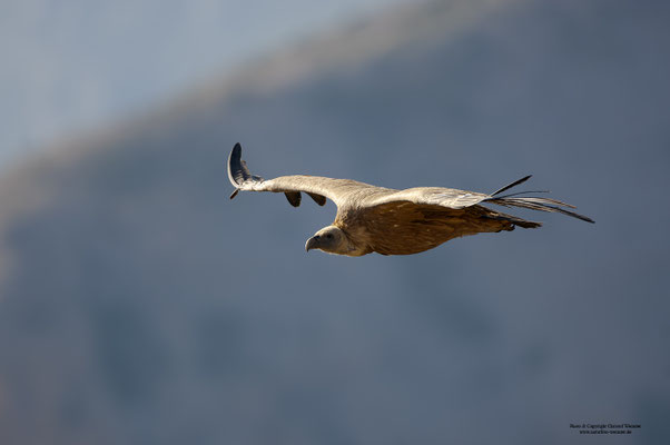 Gänsegeier (Gyps fulvus)