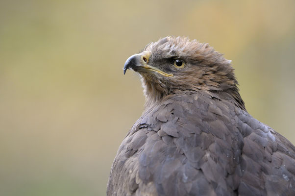 Schreiadler (Clanga pomarina) (C)