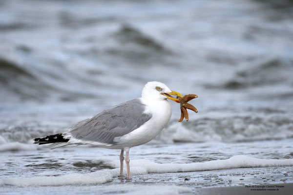 Silbermöwe (Larus argentatus)