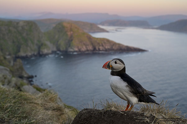 Papageitaucher bei Sonnenuntergang