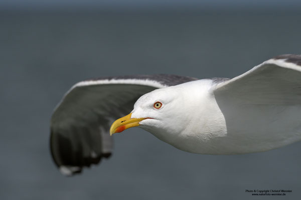Heringsmöwe (Larus fuscus)