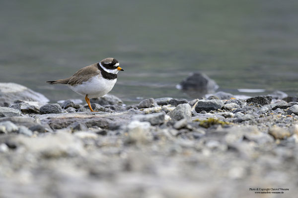 Sandregenpfeifer (Charadrius hiaticula)