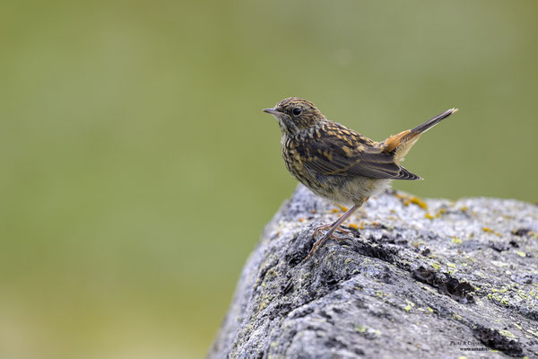 Rotsterniges Blaukehlchen ( Luscinia svecica svecica), Jungvogel